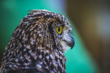 pet, beautiful owl with intense eyes and beautiful plumage