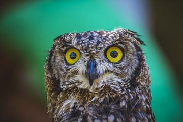 zoo, beautiful owl with intense eyes and beautiful plumage