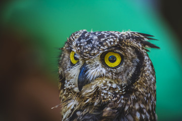 beautiful owl with intense eyes and beautiful plumage