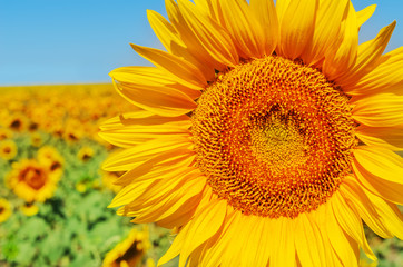 part of sunflower closeup in field