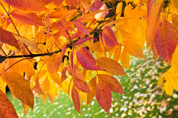 The bright colors of autumn trees.