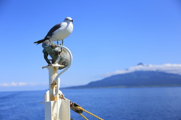 Common gull and Rishiri-Fuji in Hokkaido, Japan