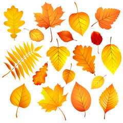 Autumn leaves. Vector illustration