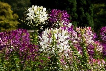 pink,white and purple flowers of spider plant
