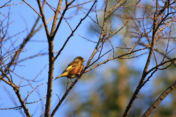 Grey-capped Greenfinch (Carduelis sinica) in Japan