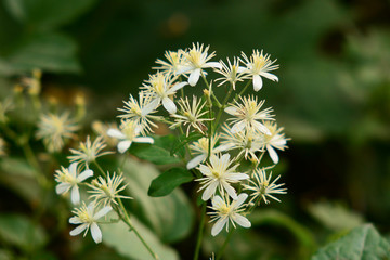 vitalba (Clematis vitalba)