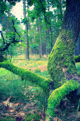 oak with moss