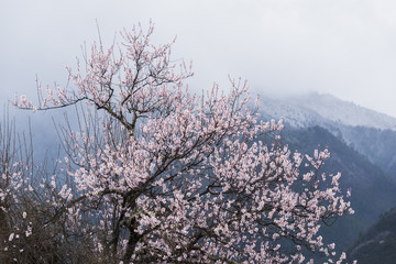 Peach blossom