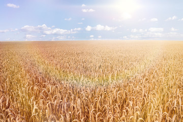 Fototapeta premium wheat field
