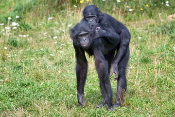 Bonobo et son petit