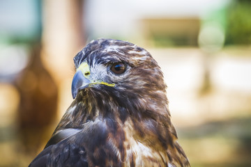 eagle, diurnal bird of prey with beautiful plumage and yellow be