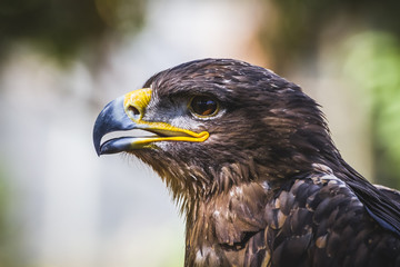 american eagle, diurnal bird of prey with beautiful plumage and