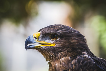 eagle, diurnal bird of prey with beautiful plumage and yellow be