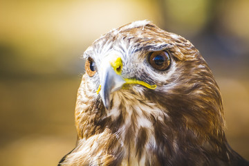 predator, eagle, diurnal bird of prey with beautiful plumage and