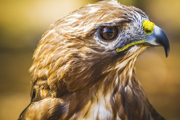 eagle, diurnal bird of prey with beautiful plumage and yellow be
