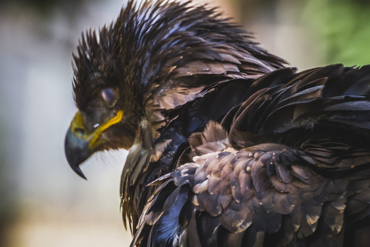 american eagle, diurnal bird of prey with beautiful plumage and