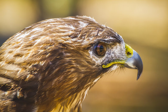 predator, eagle, diurnal bird of prey with beautiful plumage and