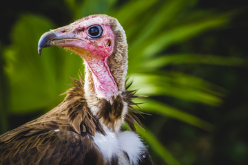 Vulture detail scavenger head with large beak and intense look