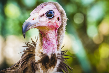 wilderness, Vulture detail scavenger head with large beak and in