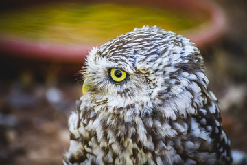 bird, cute little owl, gray and yellow beak and white feathers