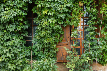 Fototapeta na wymiar wild grapes near window