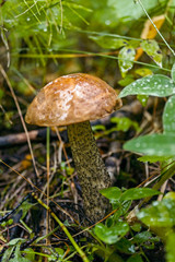 brown cap boletus