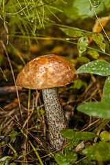 brown cap boletus