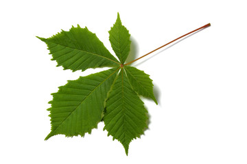 Chestnut leaf