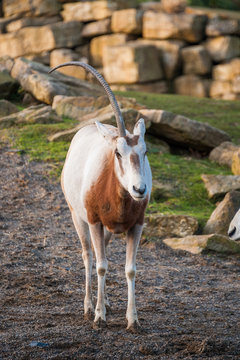One-horned oryx