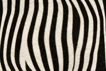 Fur Animal Textures, Zebra big - 69422241