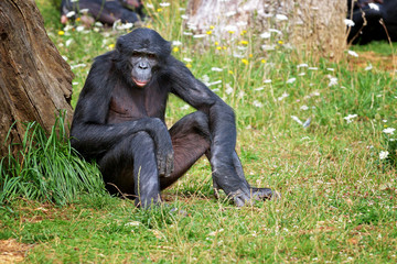 Bonobo (mâle)
