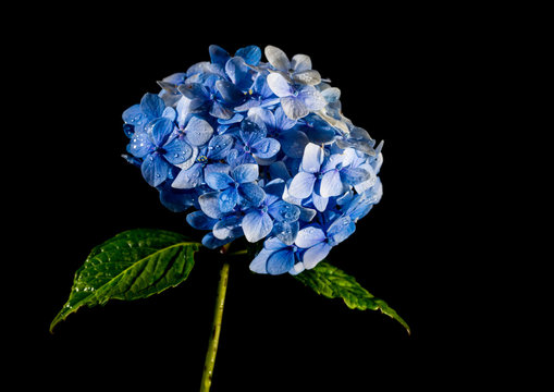Fototapeta Hydrangea Ball