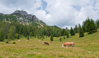 Fototapeta na wymiar herd of cows grazing on the alpine pasture - Bachlalm