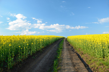 Road to heaven in the midst of rapes flowers field