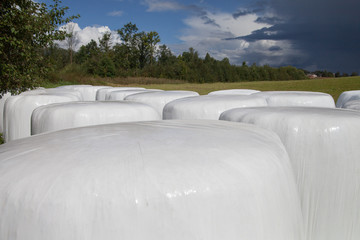 Fototapeta premium Silage bales.