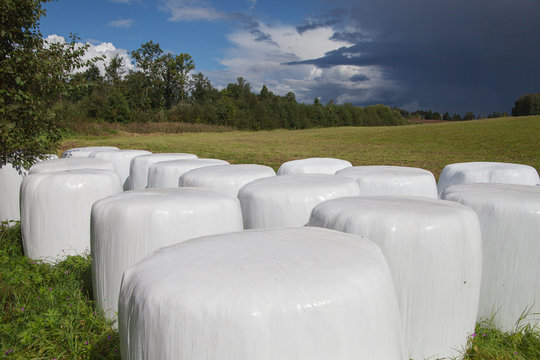 Silage Bales.