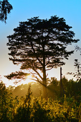 tree in the sunset