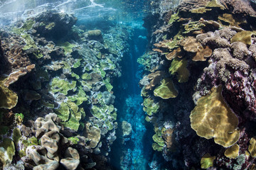 Fototapeta na wymiar Coral Reef and Narrow Crevice