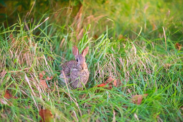 A wild rabbit in the forest - 69426284