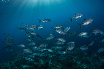 Sunlight and Schooling Fish