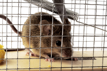 Scoop or mouse trap © Gilles Paire