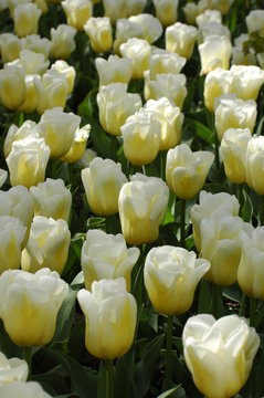 Blooming in Keukenhof, Holand