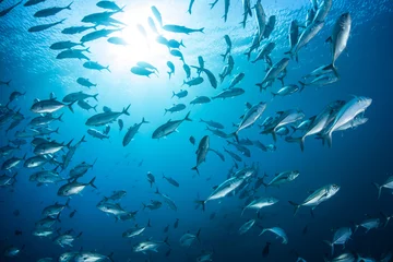 Wanddecoratie Onder water School of Jacks  © ead72