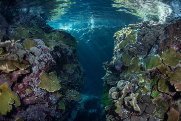 Naklejka na ściany i meble Shallow Pacific Reef 1
