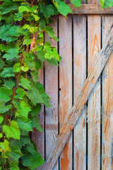 Vine leaves on an old door