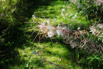 Waldweidenröschen im Spätsommer