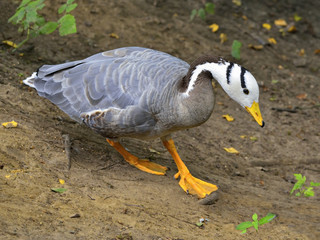 Zwierzęta, Gęś Indyjska  (Anser indicus) © janmiko