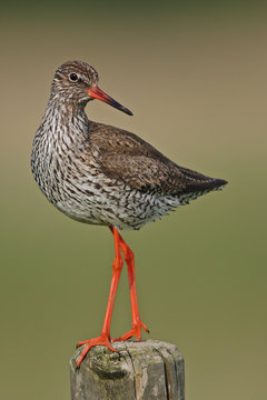 Rotschenkel