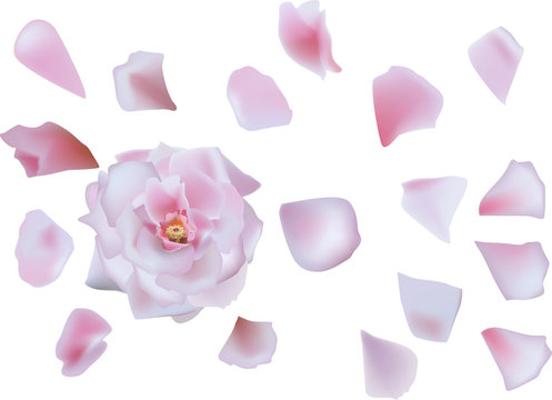 single pink rose flower with petals isolated on white