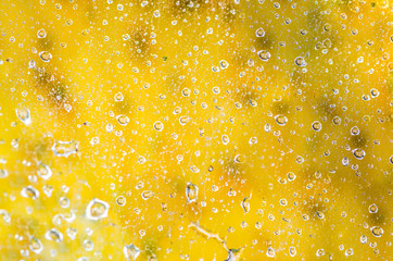 cobweb with water drops